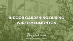 Indoor Gardening During Winter_ Edmonton Lawn Care Gardening